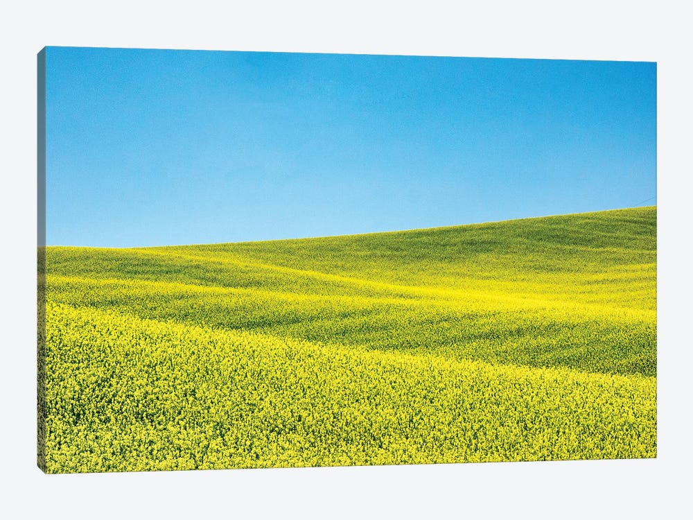 Canola field in Spring by Terry Eggers 1-piece Canvas Art Print
