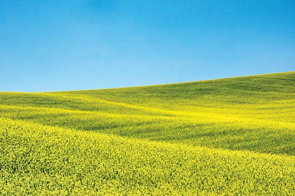 Terry Eggers: Canola field in Spring by Terry Eggers