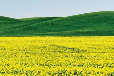 Canola field in Spring by Terry Eggers framed canvas print