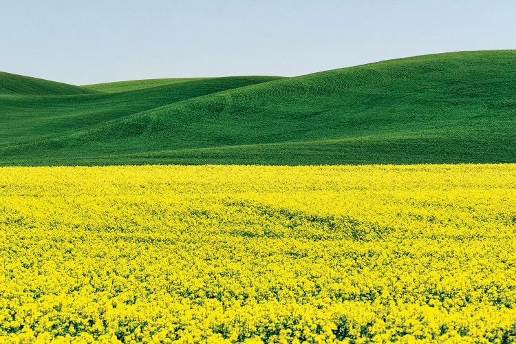 Canola field in Spring