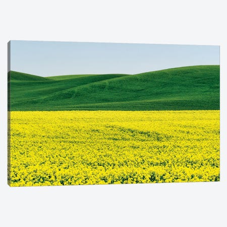 Canola field in Spring Canvas Print #TEG56} by Terry Eggers Canvas Art