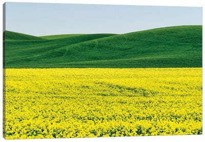 Canola field in Spring Canvas Art Print