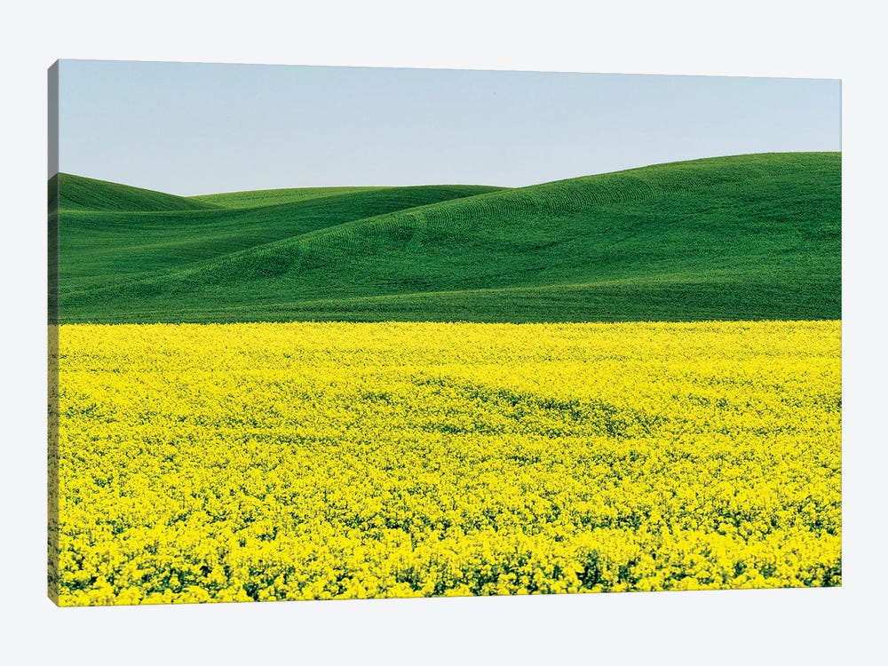 Canola field in Spring by Terry Eggers 1-piece Canvas Artwork