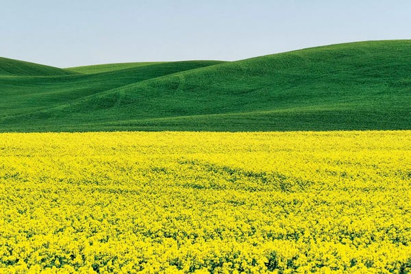 Terry Eggers: Canola field in Spring by Terry Eggers