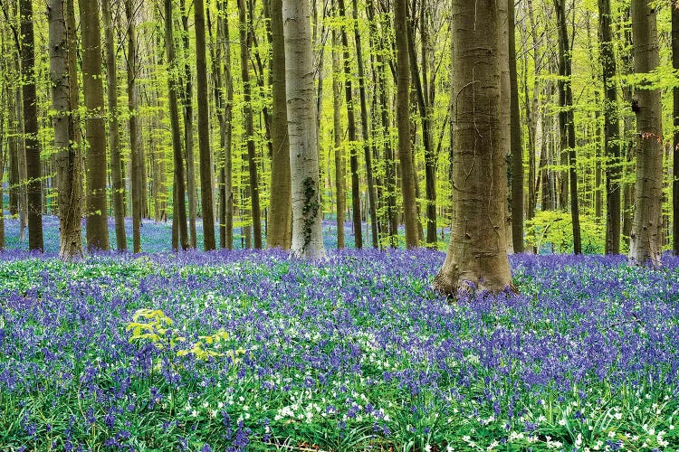 Spring in the Blue Forest