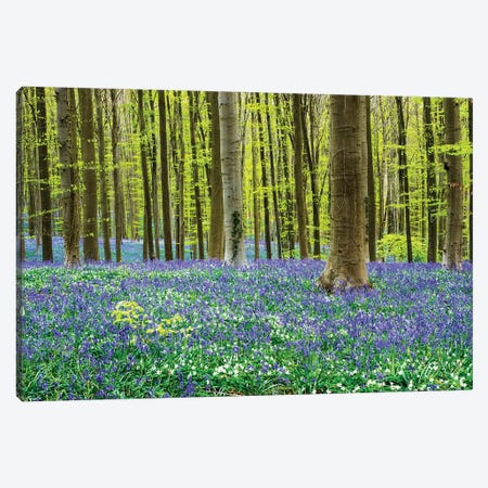 Spring in the Blue Forest Canvas Print #TEG66} by Terry Eggers Canvas Print