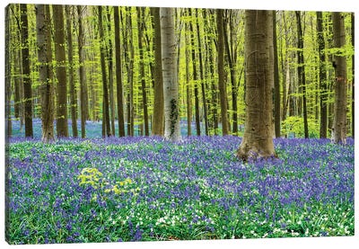 Spring in the Blue Forest Canvas Art Print