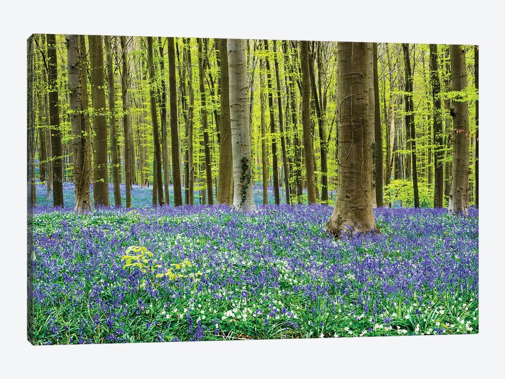 Spring in the Blue Forest by Terry Eggers 1-piece Art Print