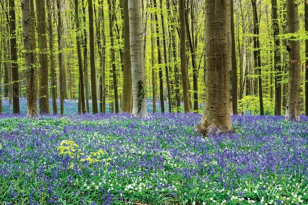 Terry Eggers: Spring in the Blue Forest by Terry Eggers