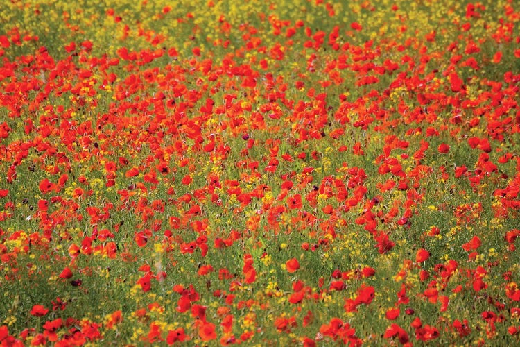 Poppy Field In Full Bloom, Tuscany Region, Italy