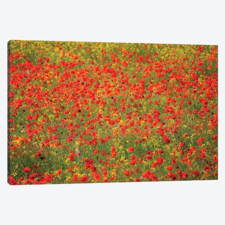 Poppy Field In Full Bloom, Tuscany Region, Italy Canvas Print #TEG6} by Terry Eggers Canvas Artwork