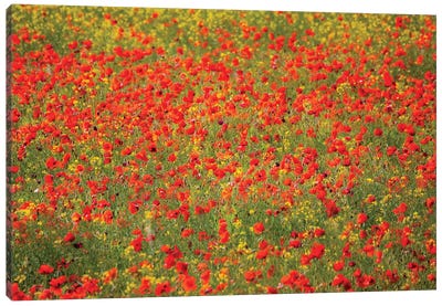 Poppy Field In Full Bloom, Tuscany Region, Italy Canvas Art Print