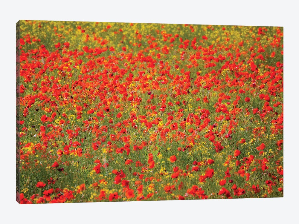 Poppy Field In Full Bloom, Tuscany Region, Italy by Terry Eggers 1-piece Canvas Art