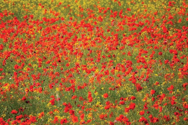 Poppy Field In Full Bloom, Tuscany Region, Italy