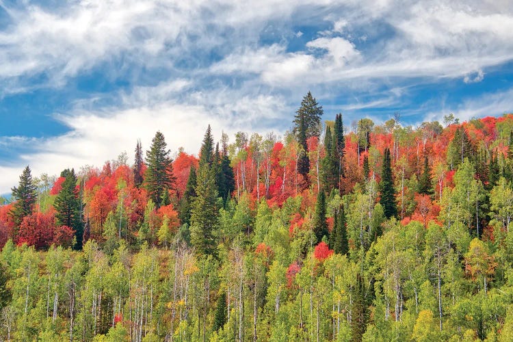 USA, Utah, Logan Pass. Colorful Autumn In Provo Pass