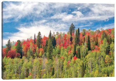 USA, Utah, Logan Pass. Colorful Autumn In Provo Pass Canvas Art Print
