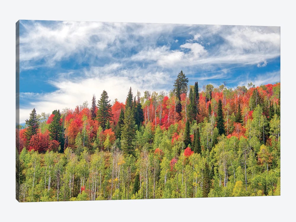 USA, Utah, Logan Pass. Colorful Autumn In Provo Pass by Terry Eggers 1-piece Canvas Art Print