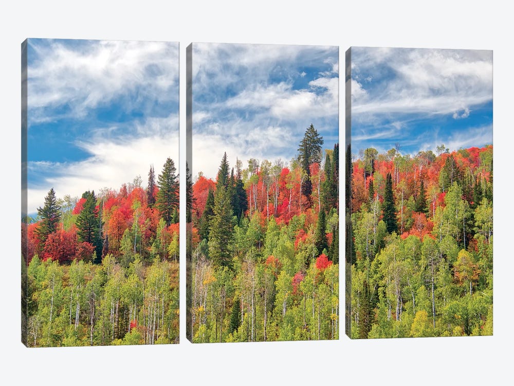 USA, Utah, Logan Pass. Colorful Autumn In Provo Pass by Terry Eggers 3-piece Art Print