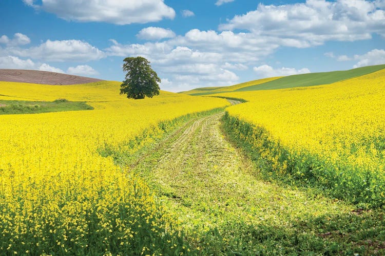 USA, Washington State, Palouse Region. Lone Tree In Canola Field With Field Road Running Through