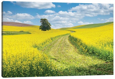 USA, Washington State, Palouse Region. Lone Tree In Canola Field With Field Road Running Through Canvas Art Print