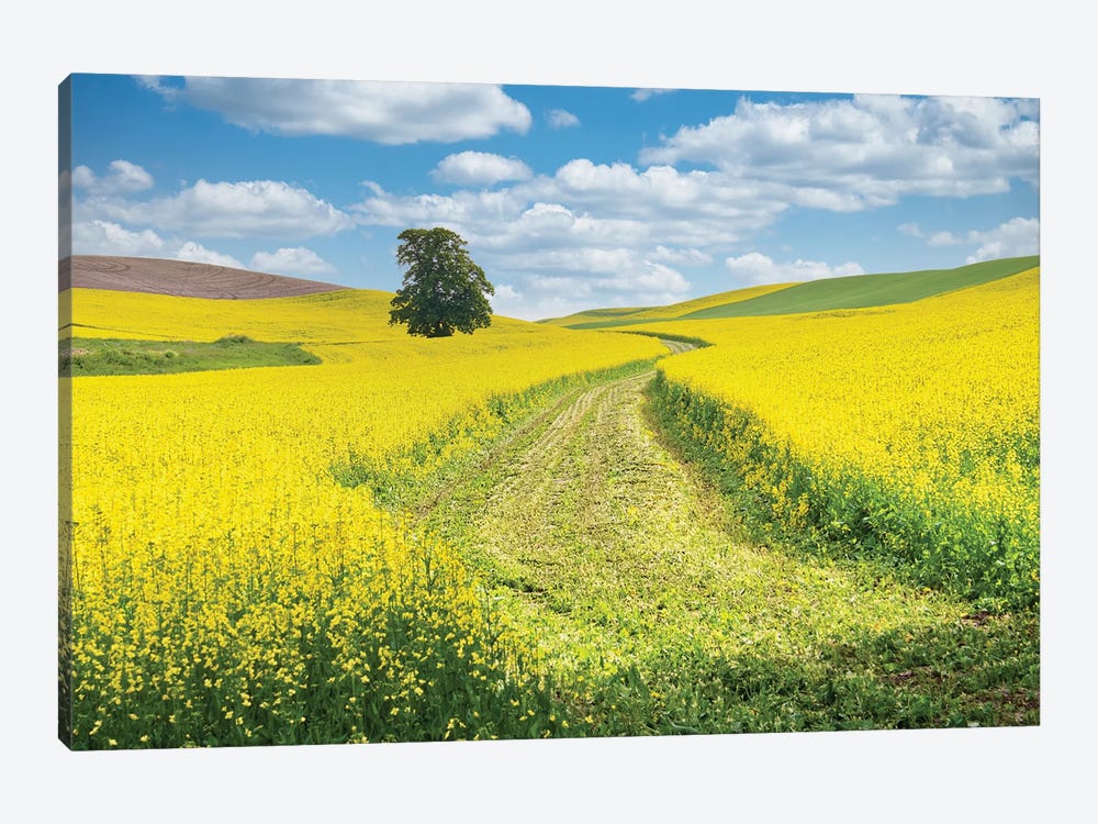 USA, Washington State, Palouse Region. Lone Tree In Canola Field With Field Road Running Through by Terry Eggers 1-piece Canvas Wall Art