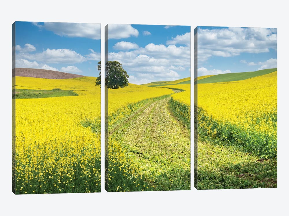USA, Washington State, Palouse Region. Lone Tree In Canola Field With Field Road Running Through by Terry Eggers 3-piece Canvas Artwork