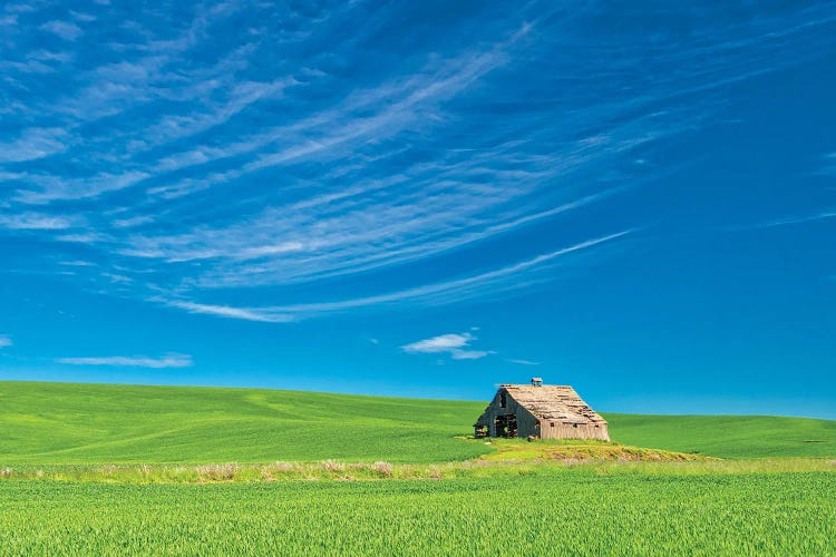 USA, Washington State, Palouse Region. Old Barn In Spring Wheat Field