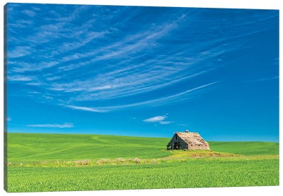 USA, Washington State, Palouse Region. Old Barn In Spring Wheat Field Canvas Art Print