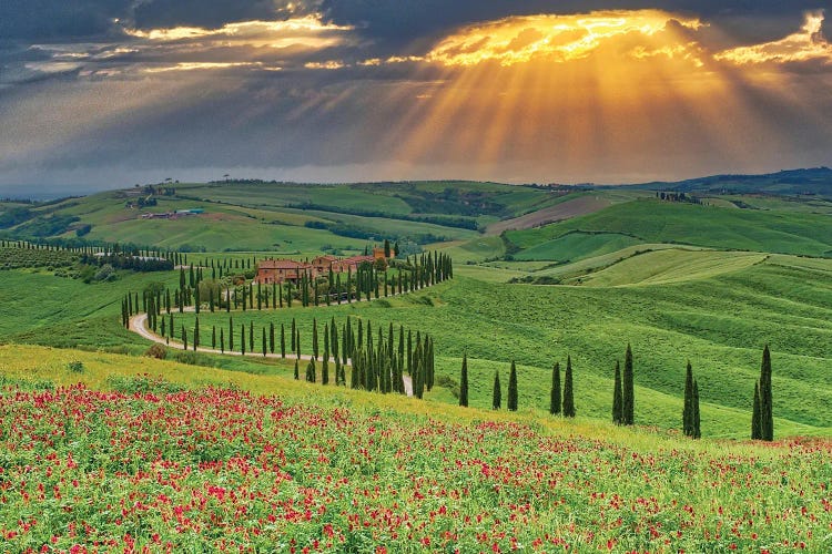 Italy, Tuscany, Asciano. Crete Senesi Winding Cypress Road.