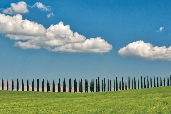 Cypress Trees: Italy, Tuscany. View Of Long Rows Of Cypress Trees by Terry Eggers