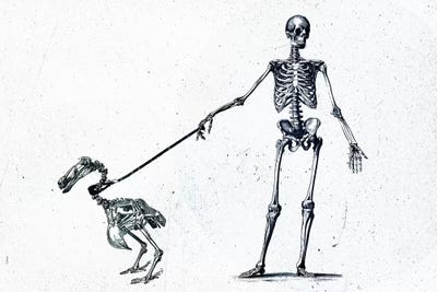 Walking My Dodo by Teis Albers art print