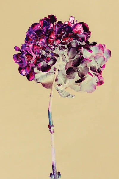 Hydrangeas: Hydrangea Verso by Teis Albers