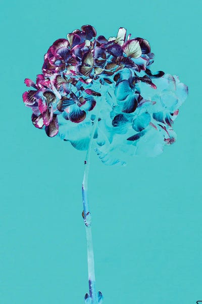 Teis Albers: Hydrangea Verso Deux by Teis Albers