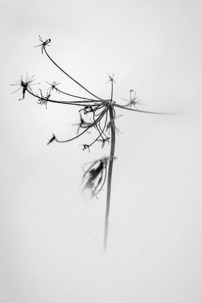 Black & White Florals: Amid The Flowers I by Teis Albers