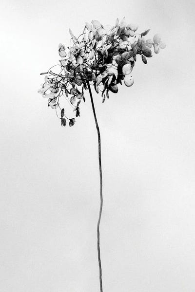 Black & White Florals: Amid The Flowers II by Teis Albers