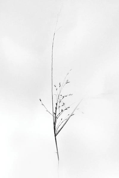 Amid The Flowers III by Teis Albers canvas print