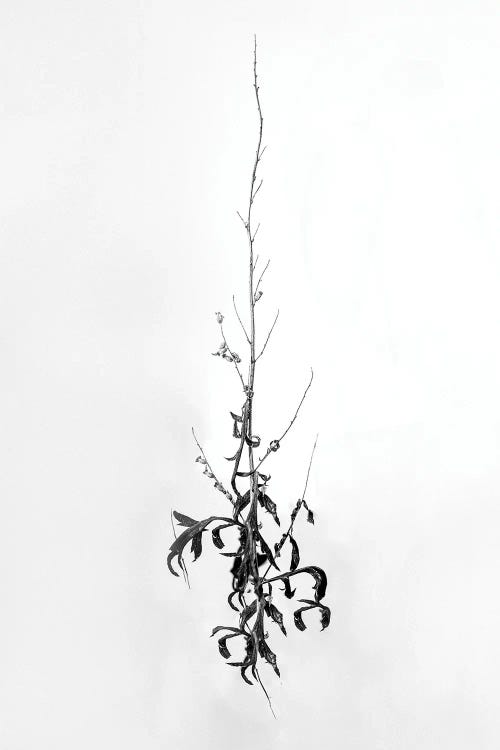 Amid The Flowers IV by Teis Albers wall art