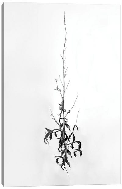 Amid The Flowers IV Canvas Art Print - Teis Albers