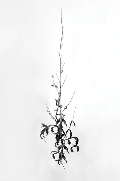 Black & White Florals: Amid The Flowers IV by Teis Albers