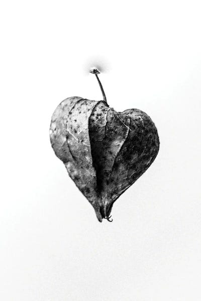 Black & White Florals: Amid The Flowers V by Teis Albers