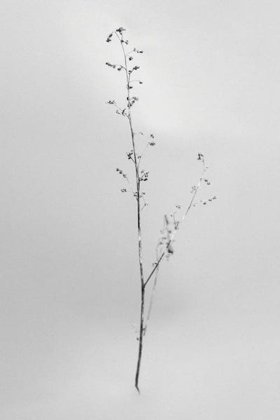 Black & White Florals: Amid The Flowers VII by Teis Albers