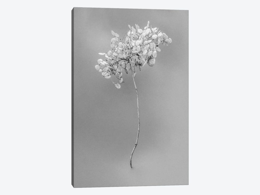 Amid The Flowers VIII by Teis Albers 1-piece Art Print