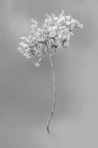 Black & White Florals: Amid The Flowers VIII by Teis Albers