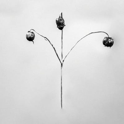 Amid The Flowers IX by Teis Albers canvas print