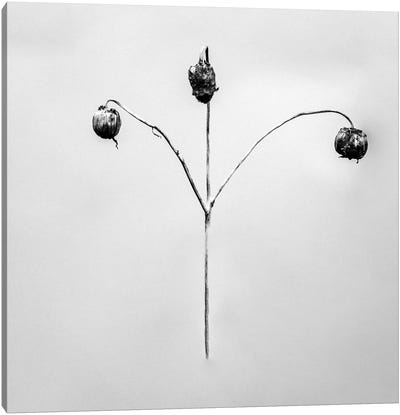 Amid The Flowers IX Canvas Art Print - Teis Albers