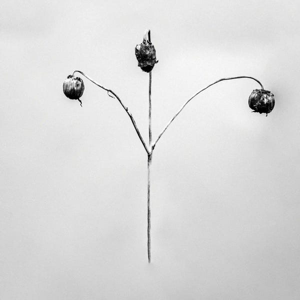 Black & White Florals: Amid The Flowers IX by Teis Albers