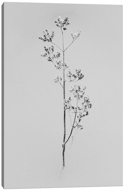 Amid The Flowers X Canvas Art Print - Teis Albers