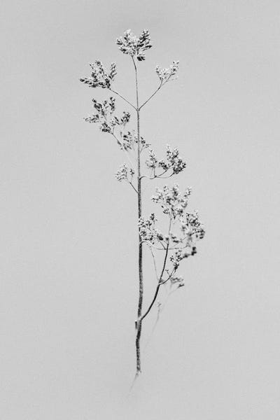 Black & White Florals: Amid The Flowers X by Teis Albers