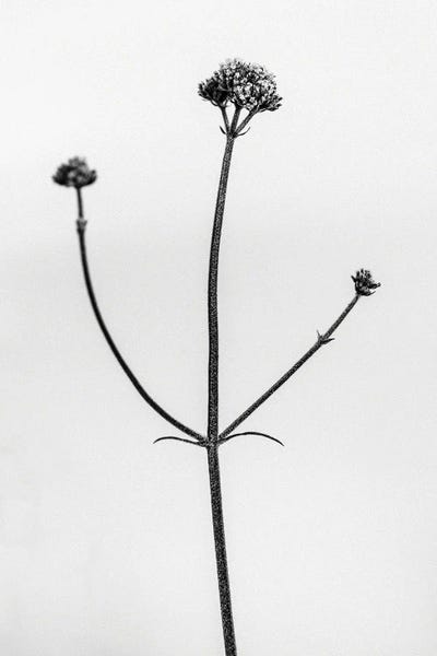 Black & White Florals: Amid The Flowers XI by Teis Albers