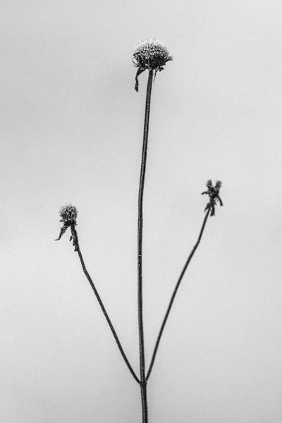 Black & White Florals: Amid The Flowers XII by Teis Albers